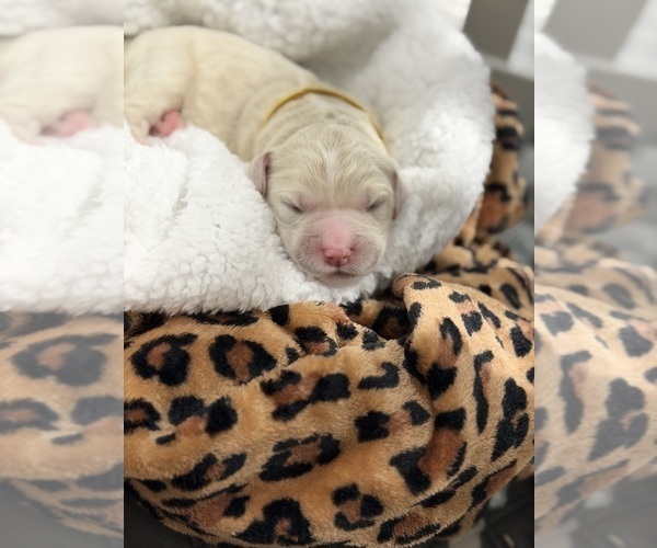 Medium Photo #8 Goldendoodle Puppy For Sale in NORTH AUGUSTA, SC, USA