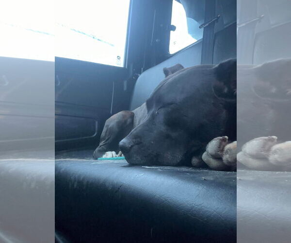 Medium Photo #15 American Pit Bull Terrier-Unknown Mix Puppy For Sale in Germantown, OH, USA