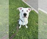 Small #2 German Shepherd Dog-Siberian Husky Mix