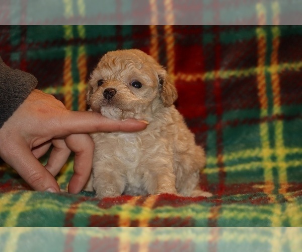Medium Photo #1 Poodle (Toy) Puppy For Sale in DYERSBURG, TN, USA