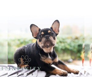 French Bulldog Puppy for sale in REBERSBURG, PA, USA