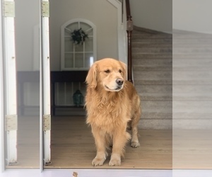 Father of the Golden Retriever puppies born on 04/25/2025