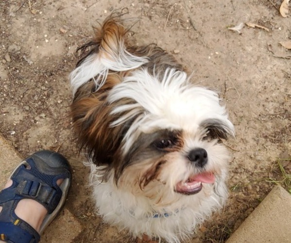 Medium Photo #6 Shih Tzu Puppy For Sale in SAINT CHARLES, MO, USA