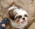 Small Photo #6 Shih Tzu Puppy For Sale in SAINT CHARLES, MO, USA