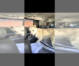 Irving - Male Labsky Dog for Adoption - Photo #9