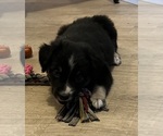 Small #11 Miniature Australian Shepherd