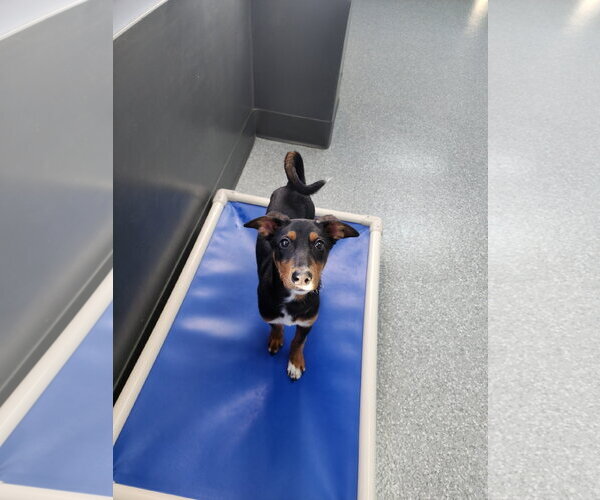 Medium Photo #52 Doberman Pinscher-Unknown Mix Puppy For Sale in Buffalo, MN, USA