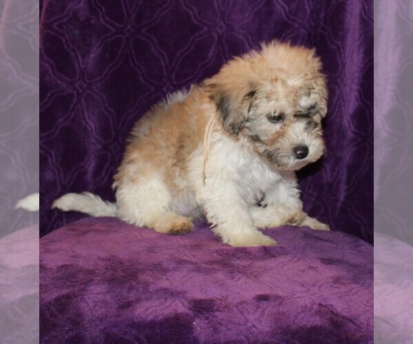 Medium Photo #3 Zuchon Puppy For Sale in BLOOMINGTON, IN, USA