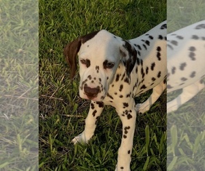 Dalmatian Puppy for sale in BEECH GROVE, IN, USA