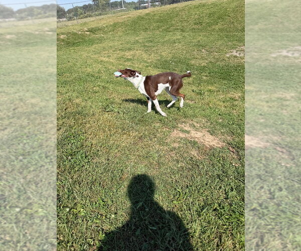Medium Photo #4 Pointer-Unknown Mix Puppy For Sale in Pierceton , IN, USA