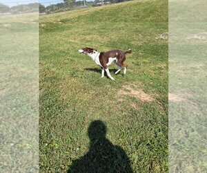 Maybel - Female Pointer-Unknown Mix Dog for Adoption - Photo #4