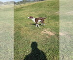 Small Photo #4 Pointer-Unknown Mix Puppy For Sale in Pierceton , IN, USA