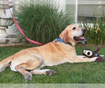 Small #1 Labrador Retriever