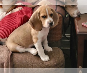 Beagle Puppy for sale in OXNARD, CA, USA