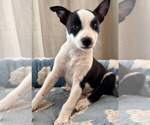 Mutt Dogs for adoption in Dana Point, CA, USA