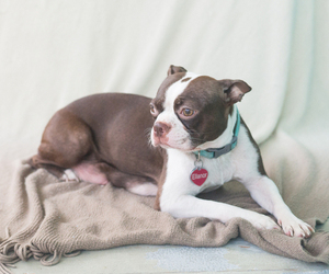 Mother of the Boston Terrier puppies born on 07/21/2019