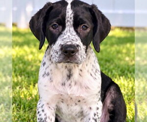 Colonial Cocker Spaniel-Unknown Mix Dogs for adoption in Canton, CT, USA