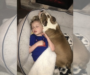 English Bulldog Puppy for sale in W MILLGROVE, OH, USA