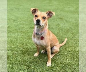 Miniature Pinscher-Unknown Mix Dogs for adoption in San Diego, CA, USA