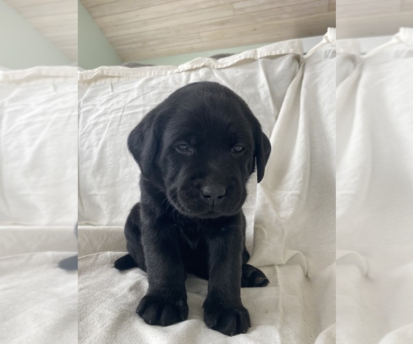 Medium Photo #17 Labrador Retriever Puppy For Sale in NEW HOLLAND, PA, USA