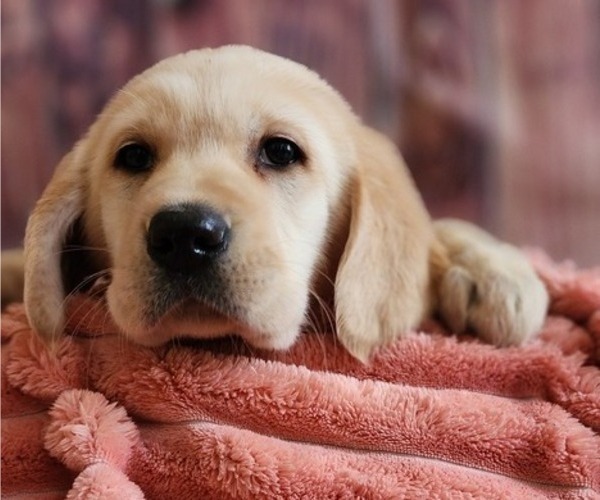 Medium Photo #2 Golden Labrador Puppy For Sale in SAYRE, PA, USA