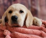 Small #1 Golden Labrador