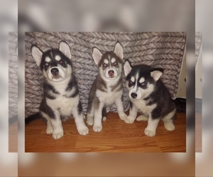 Siberian Husky Puppy for sale in GREENFIELD, IN, USA