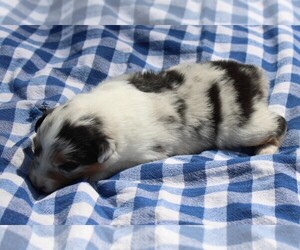 Australian Shepherd Puppy for sale in KANSAS, OK, USA
