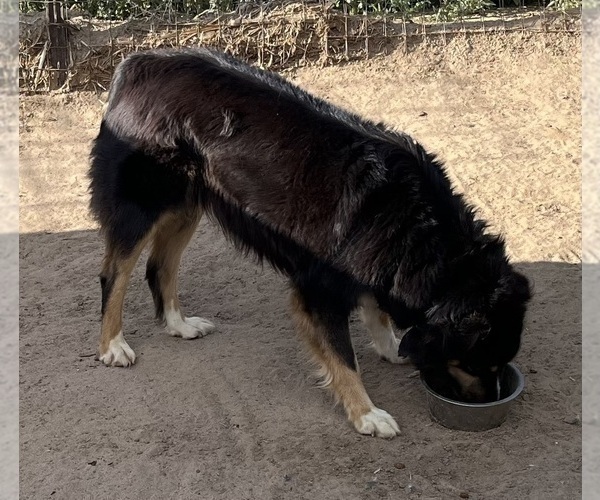 Medium Photo #3 Miniature Australian Shepherd Puppy For Sale in FORT MORGAN, CO, USA