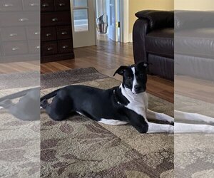Julie - Female American Staffordshire Terrier-Unknown Mix Dog for Adoption - Photo #2