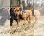 Laia - Female Labrador Retriever-Unknown Mix Dog for Adoption - Small photo