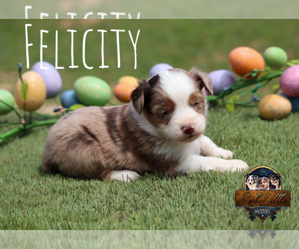 Medium Photo #9 Miniature Australian Shepherd Puppy For Sale in GRANBURY, TX, USA