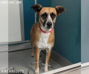 Australian Shepherd-Unknown Mix Dogs for adoption in Oklahoma City, OK, USA