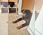Small Photo #1 Rottweiler Puppy For Sale in TOMS RIVER, NJ, USA