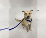Small #6 Border Collie Mix