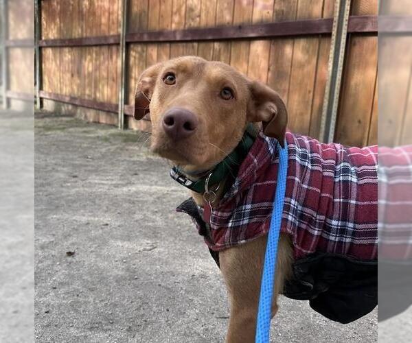 Medium Photo #12 Labrador Retriever-Unknown Mix Puppy For Sale in San Diego, CA, USA
