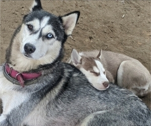 Mother of the Siberian Husky puppies born on 06/16/2020