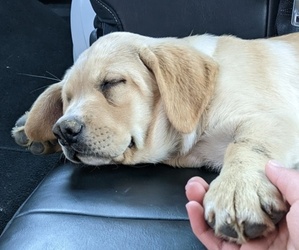 Labrador Retriever Puppy for sale in MENOMONIE, WI, USA
