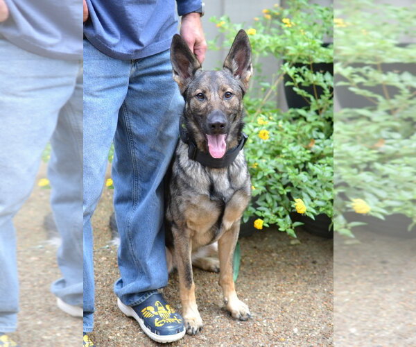 Medium Photo #3 German Shepherd Dog Puppy For Sale in Enfield, CT, USA