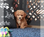 Small #4 Poochon