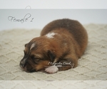 Small Photo #3 Pembroke Welsh Corgi Puppy For Sale in CRESTVIEW, FL, USA