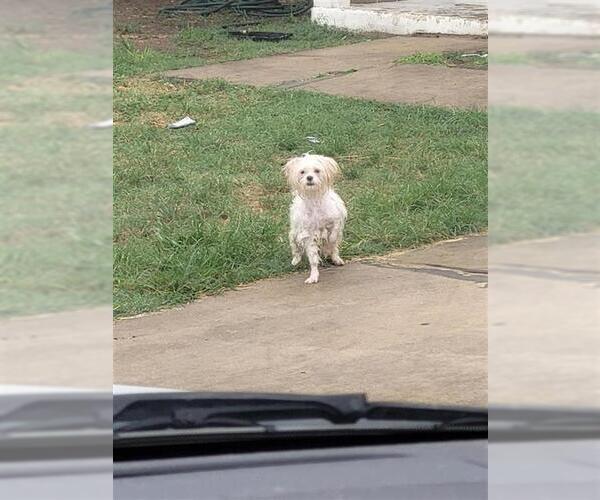 Medium Photo #1 Poodle (Miniature)-Unknown Mix Puppy For Sale in San Antonio, TX, USA