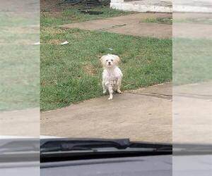 Poodle (Miniature)-Unknown Mix Dogs for adoption in San Antonio, TX, USA