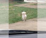 Small Poodle (Miniature) Mix