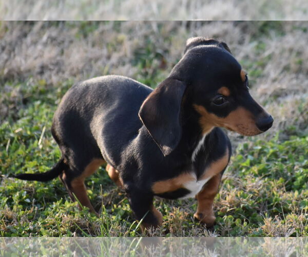 Medium Photo #2 Dachshund Puppy For Sale in Shelbyville, TN, USA