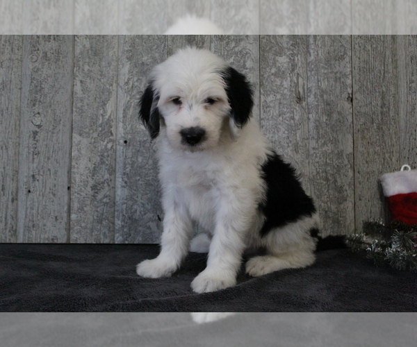 Medium Photo #2 Sheepadoodle Puppy For Sale in FREDERICKSBG, OH, USA