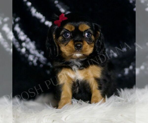Medium Photo #93 Cavalier King Charles Spaniel Puppy For Sale in WARSAW, IN, USA