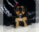 Small Photo #93 Cavalier King Charles Spaniel Puppy For Sale in WARSAW, IN, USA