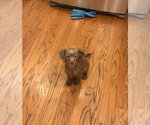 Small #2 ShiChi
