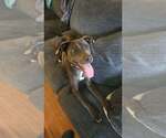 Small #1 Mutt